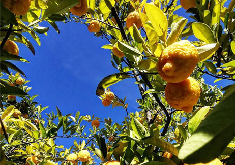 Seasonal Fruit Picking