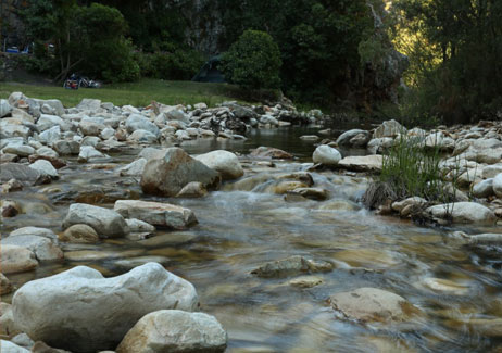 Fish in the streams and rivers