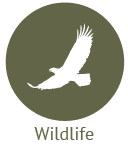 Wildlife